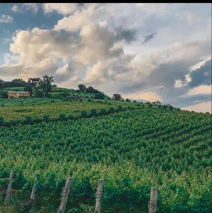 Casa Vigneto Octavio No Vale Dos Vinhedos Βίλα Bento Gonçalves Εξωτερικό φωτογραφία