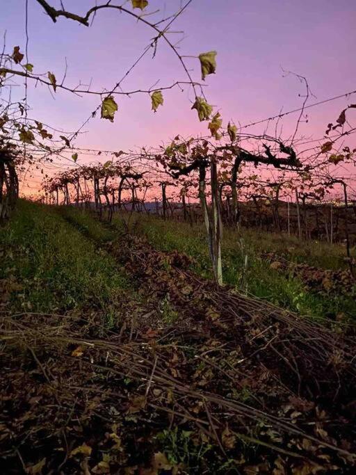 Casa Vigneto Octavio No Vale Dos Vinhedos Βίλα Bento Gonçalves Εξωτερικό φωτογραφία
